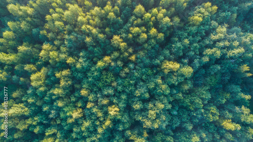 A aerial view forest with trees of different sizes and colors.  Concept of peace and tranquility  as the viewer is surrounded by