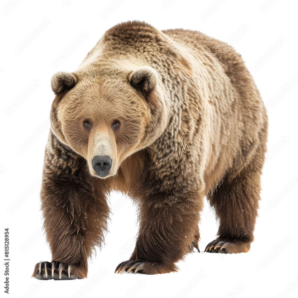 Fototapeta premium A brown bear walking in front of a Png background, a Beaver Isolated on a whitePNG Background