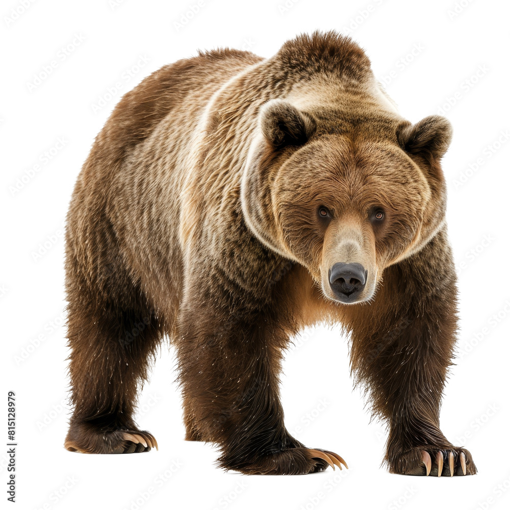 Fototapeta premium A grizzly bear is standing upright on a plain Png background, a Beaver Isolated on a whitePNG Background