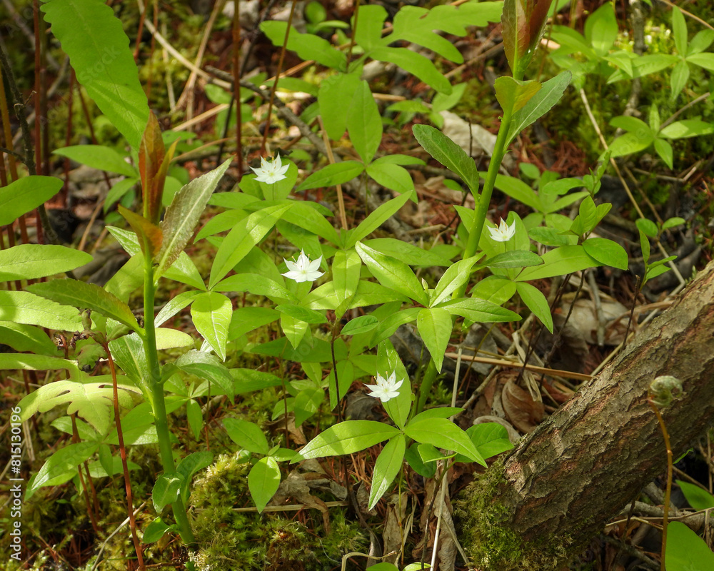 Lysimachia borealis (Starflower) Native North American Woodland Bog Wildflower Lysimachia borealis (Starflower) Native North American Woodland Bog Wildflower