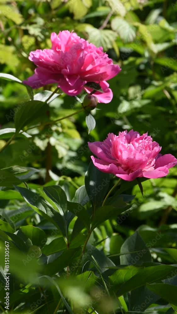 Bright pink blooming peonies in the garden. Close up. Bright pink blooming peonies in the garden. Close up.