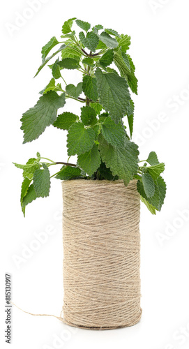 Nettle branch and spool of twine.