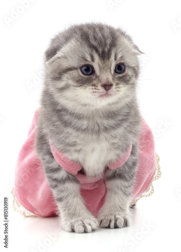 Kitten in a dress.