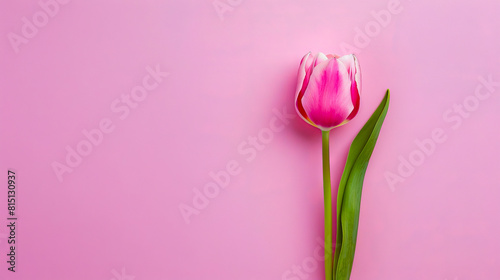 A single pink tulip on a pink background. #815130937