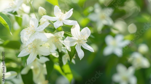 Close up image of a lovely white jasmine shrub blooming in the outdoors photo
