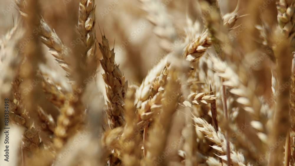 Extreme close up video of wheat ear on gold ripe field Extreme close up video of wheat ear on gold ripe field