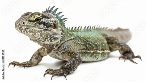 Indochinese water dragon on a white background