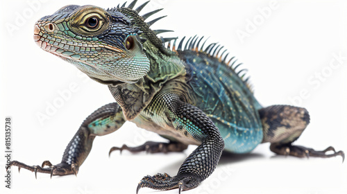 Indochinese water dragon on a white background
