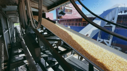 Grain trade, delivery by dry cargo ship by sea. Close up silo belt with grain corn