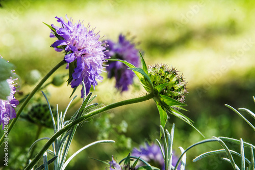 mountain flora in the French region of the Auvergne called scabiosa photo