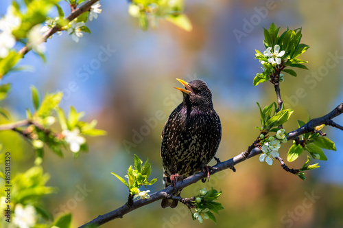  black starling bird sits on the branches of a flowering tree in a spring sunny garden against the blue sky and sings