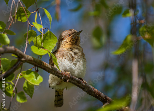 a whirligig bird sits on birch branches in a spring sunny garden