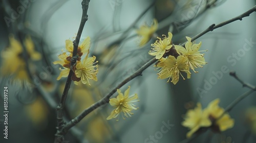 Hamamelis virginiana displaying yellow blossoms during the beginning of spring photo