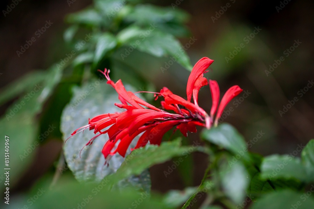 Inflorescence of a Stenostephanus leiorhachis plant Inflorescence of a Stenostephanus leiorhachis plant