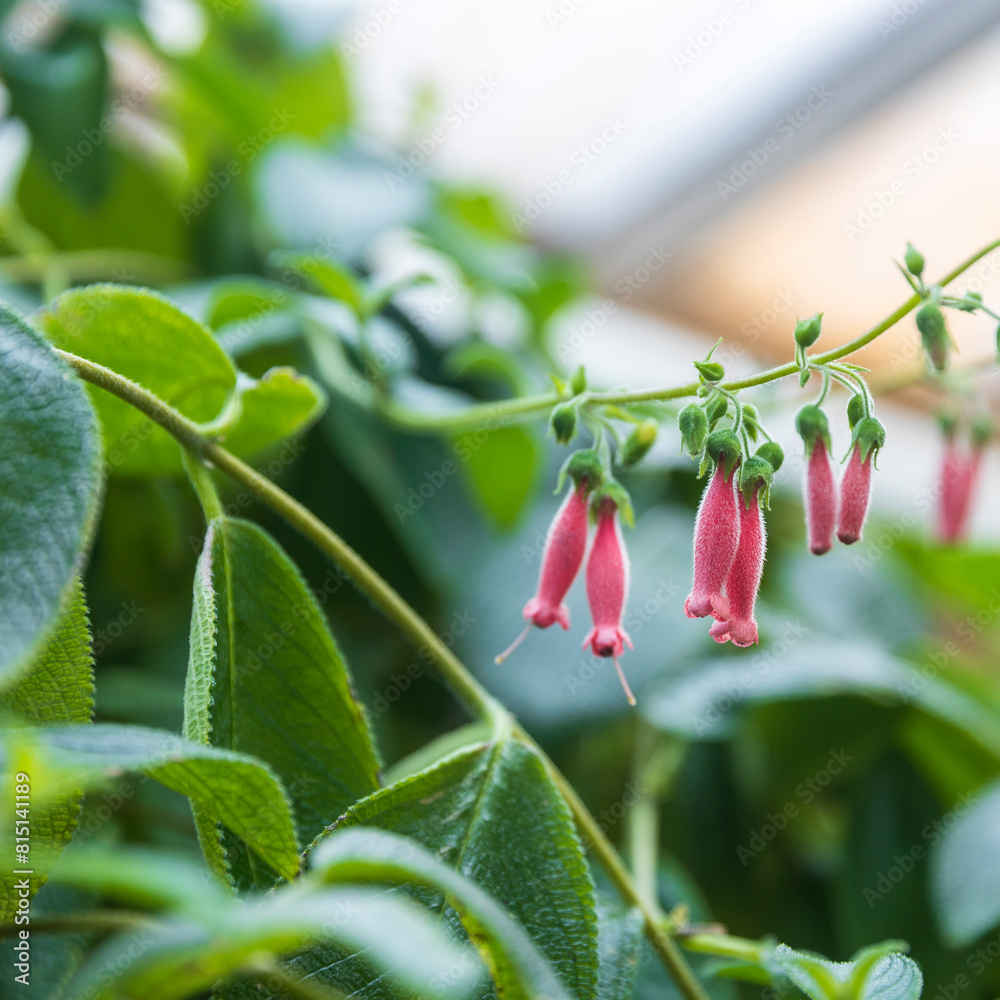 Obraz premium Sinningia sellovii blooms with small pink bells in the spring. Square frame.