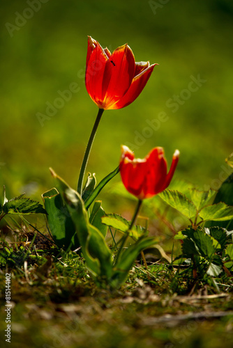 Red yellow tulips against green foliage.