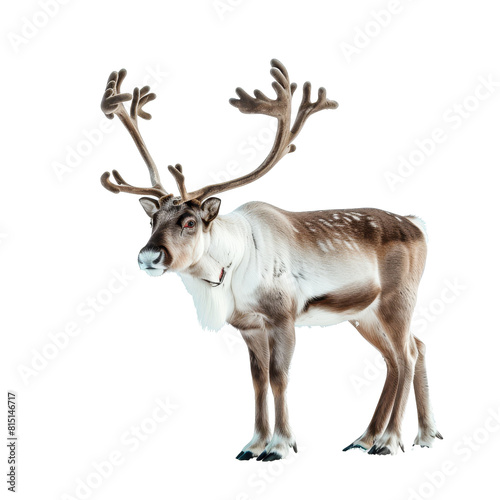 A reindeer is standing on a plain Png background  a Beaver Isolated on a whitePNG Background