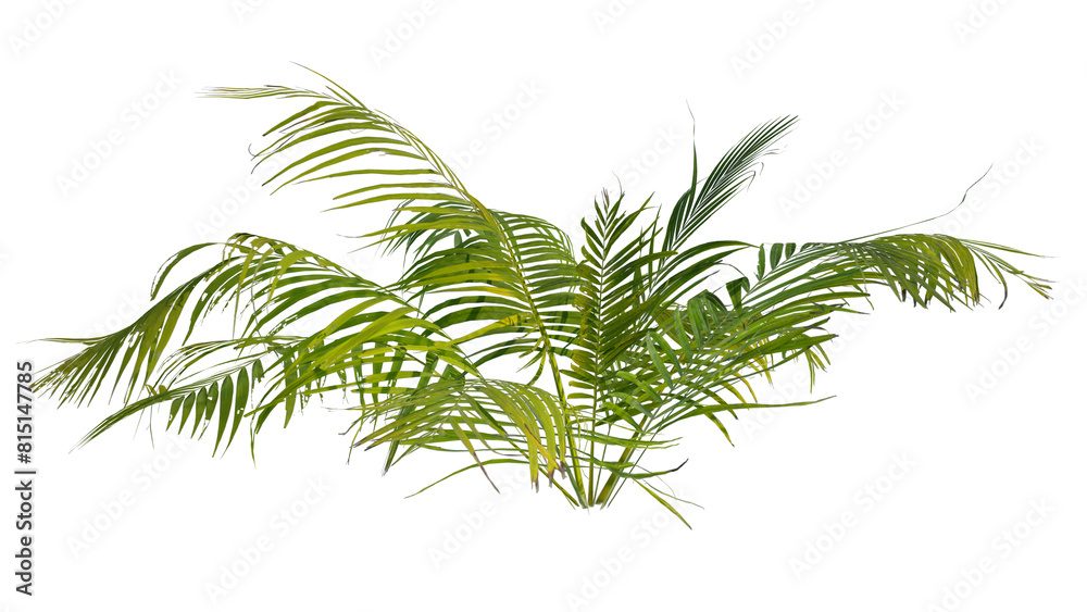 Fototapeta premium palm tree isolated on white