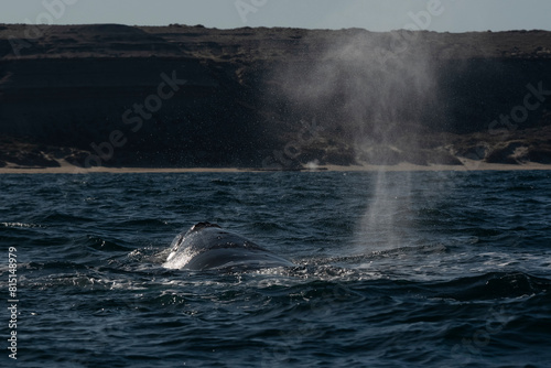 Sohutern right whales in the surface, Peninsula Valdes, Patagonia,Argentina
