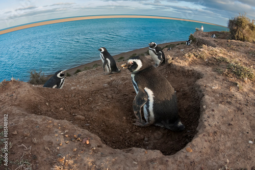 Magellanic penguin, Caleta Valdes, peninsula Valdes, Chubut Province, Patagonia Argentina
