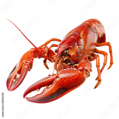 Boiled red lobster isolated on Png background, Boiled red crayfish isolated on transparent background