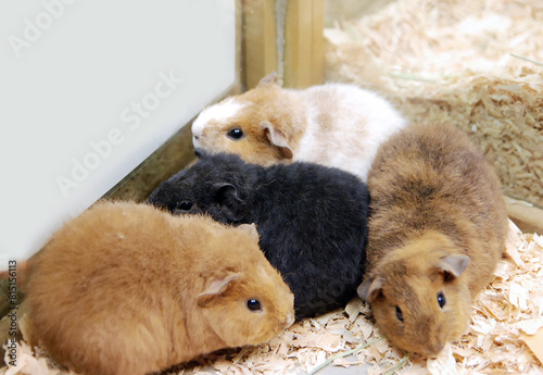 A group of cute guinea pigs photo