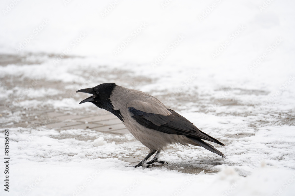 the hooded crow screams. Bird sits on the snow in winter the hooded crow screams. Bird sits on the snow in winter