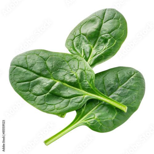 Two fresh spinach leaves prominently displayed against a Png background, fresh spinach leaves isolated on transparent background