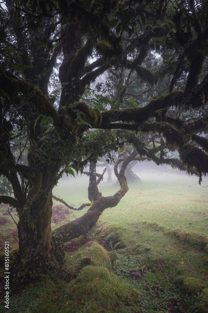 Bosque de fanal con nieblas al amanecer Bosque de fanal con nieblas al amanecer