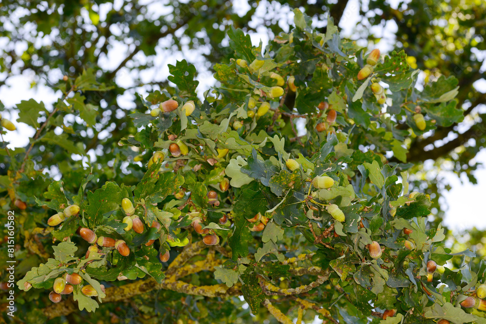 Eiche, Stieleiche, Quercus robur L., Eicheln, Abreife, reif Eiche, Stieleiche, Quercus robur L., Eicheln, Abreife, reif