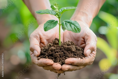 small seedling in clump of dirt being held in the palms of a person's hands, close up with blurred background of a vegetable garden