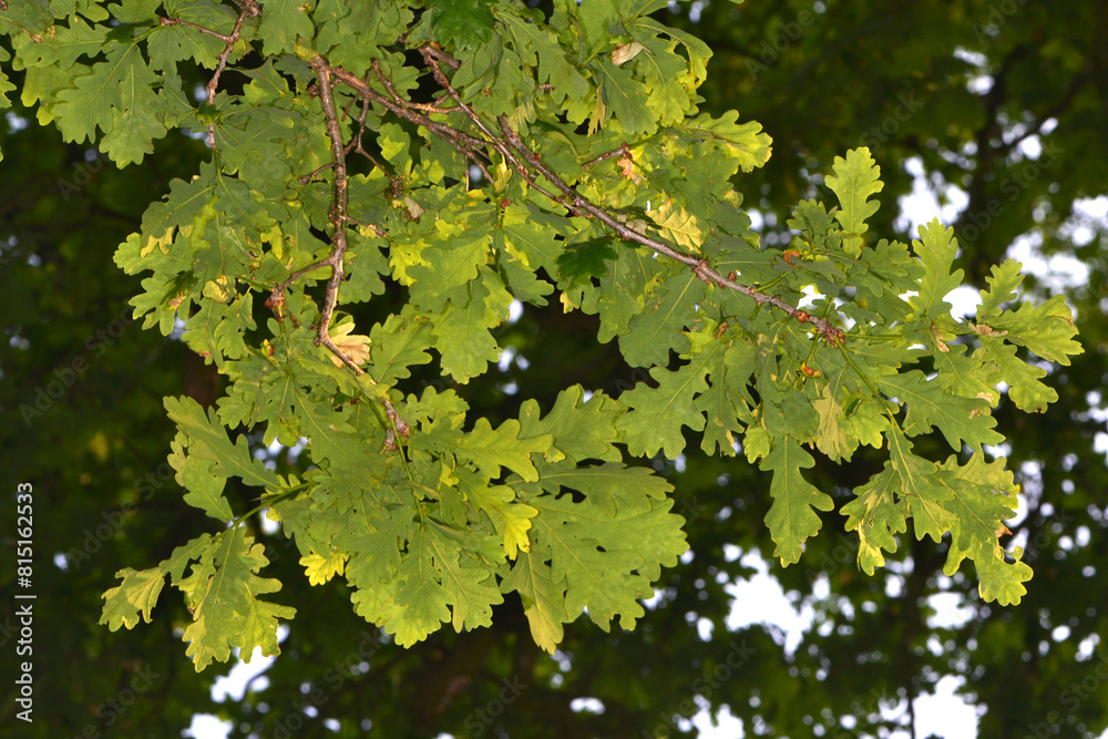 Eiche, Stieleiche, Quercus robur L., Blatt, Blätter Eiche, Stieleiche, Quercus robur L., Blatt, Blätter