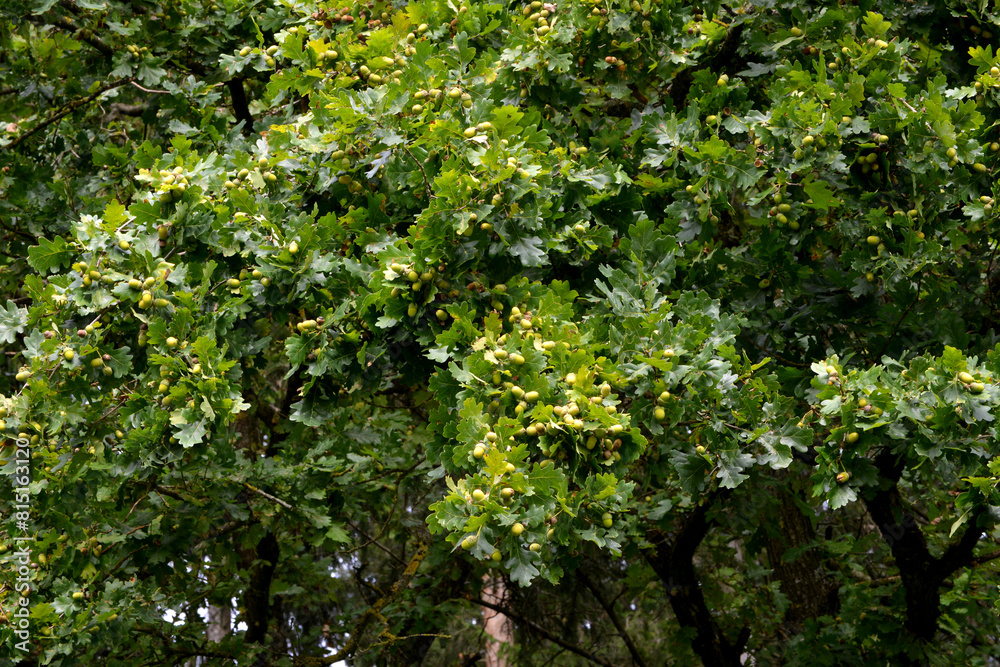 Eiche, Stieleiche, Quercus robur L., Eicheln Eiche, Stieleiche, Quercus robur L., Eicheln