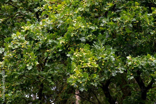 Eiche,  Stieleiche, Quercus robur L.,  Eicheln photo