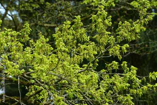 Eiche,  Stieleiche, Quercus robur L. Blüte photo