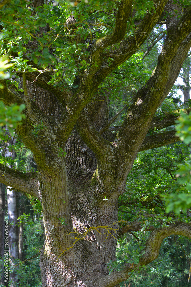 Fototapeta premium Eiche, Stieleiche, Quercus robur L., Eichenstamm