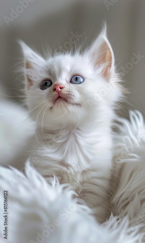 A white kitten sitting on a fluffy blanket.