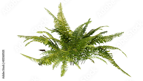 fern isolated