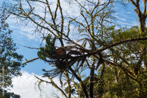 pinhão araucária serra de Urubici Brasil