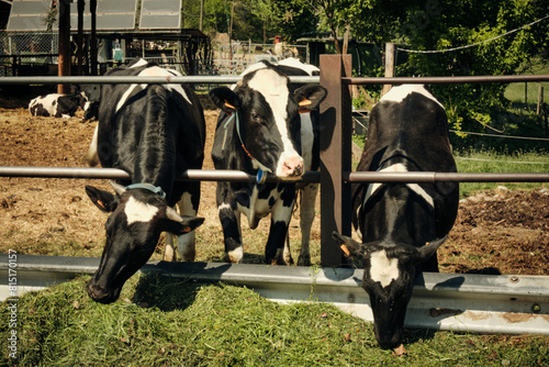Three Cows Enjoying Farm Life in Beautiful Monza Countryside