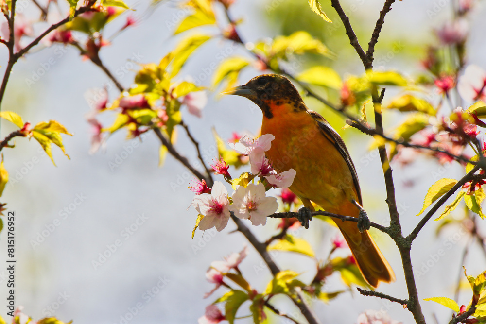 Lovely view of a Female Baltimore Oriole feeding on the nectar of delicate pink Cherry Blossom flowers in Spring time,mid-may at the Dominion Arboretum Gardens in Ottawa,Ontario,Canada Lovely view of a Female Baltimore Oriole feeding on the nectar of delicate pink Cherry Blossom flowers in Spring time,mid-may at the Dominion Arboretum Gardens in Ottawa,Ontario,Canada