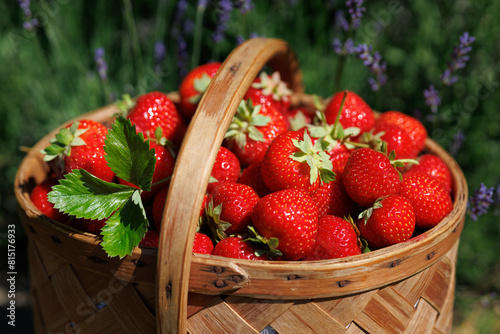 Strawberries in a basket on a background of lavender flowers, selective focus, blur, beautiful card.