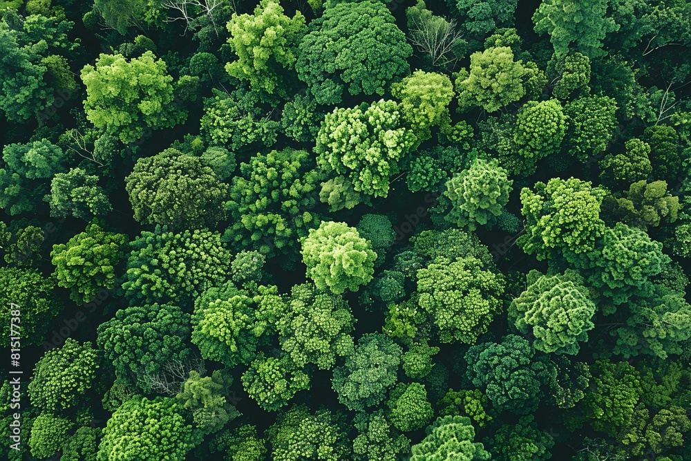 Drone view: Lush green forest canopy.
