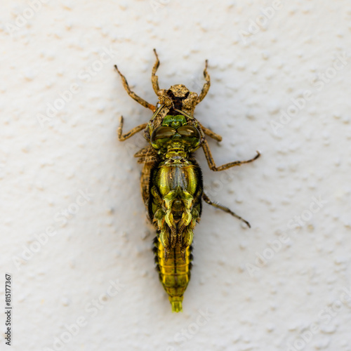 Ein Libelle,  Plattbauch (Libellula depressa) schlüpt aus der Puppe