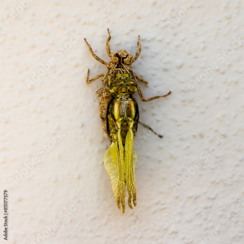 Ein Libelle,  Plattbauch (Libellula depressa) schlüpt aus der Puppe