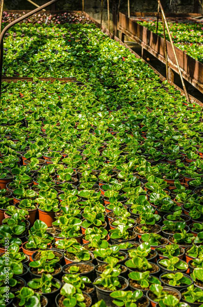 Fototapeta premium Green house plants and flowers growing in the spring time. High quality photo