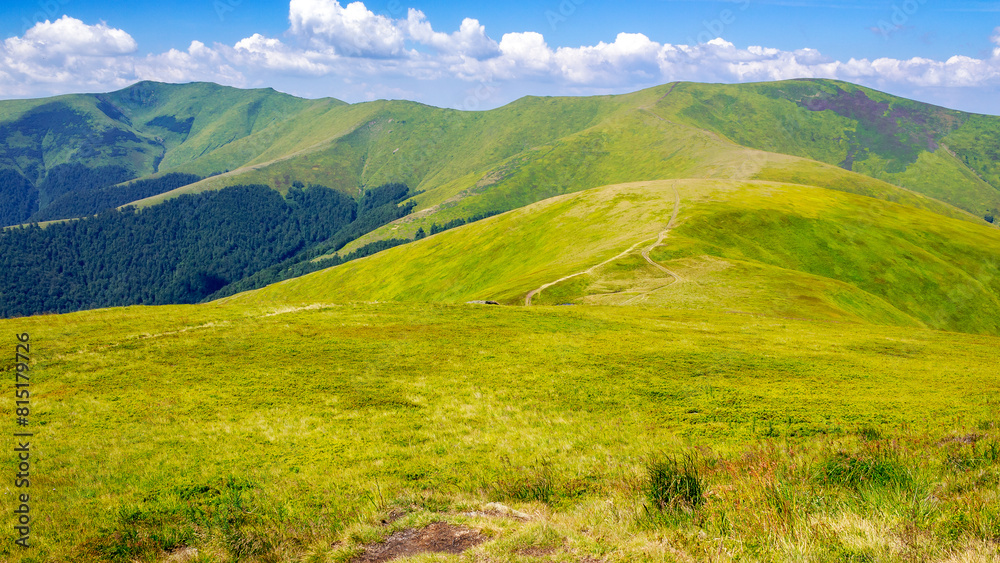Fototapeta premium carpathian mountain landscape of ukraine in summer. beautiful nature scenery of mnt. hymba alpine grassy meadow on a sunny day. popular travel destination
