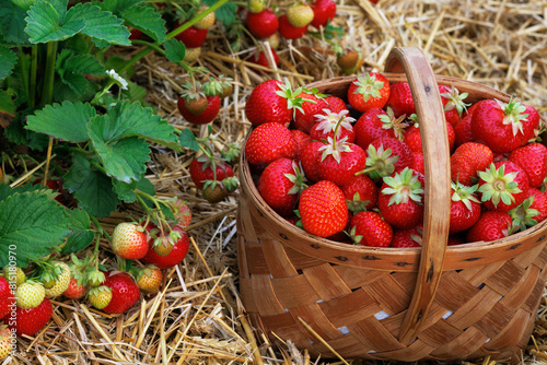 Strawberries in a basket against the background of a bed with ripening berries, harvest