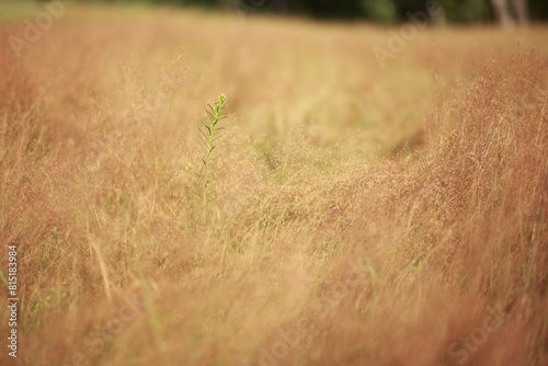 Yellow grass field with one green plant in focus, blurred background.