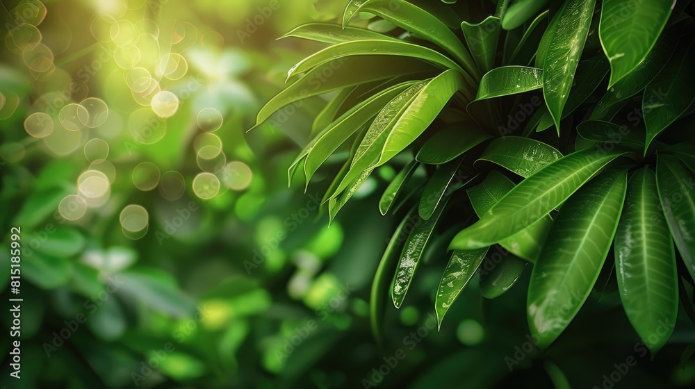 Fototapeta premium Green tropical leaves with dew drops. banner